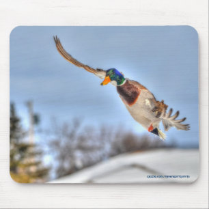 Flying Mallard Duck Drake Wildlife Foto Mousepad