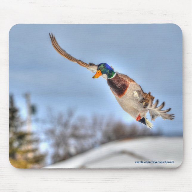 Flying Mallard Duck Drake Wildlife Foto Mousepad (Vorne)