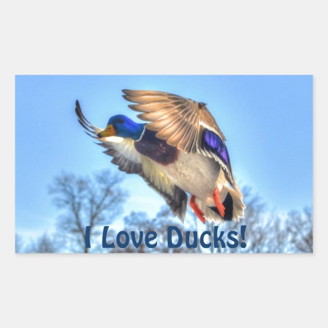 Flying Mallard Duck Drake Wildlife Foto Rechteckiger Aufkleber (Vorderseite)