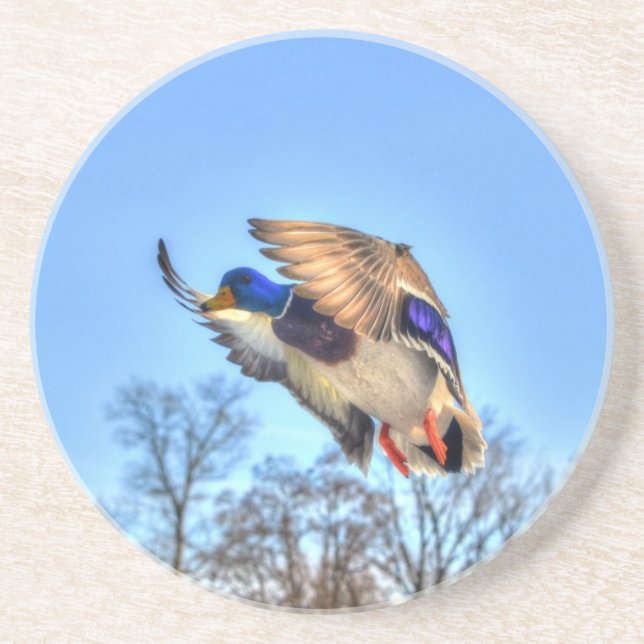 Flying Mallard Duck Drake Wildlife Foto Sandstein Untersetzer (Vorne)