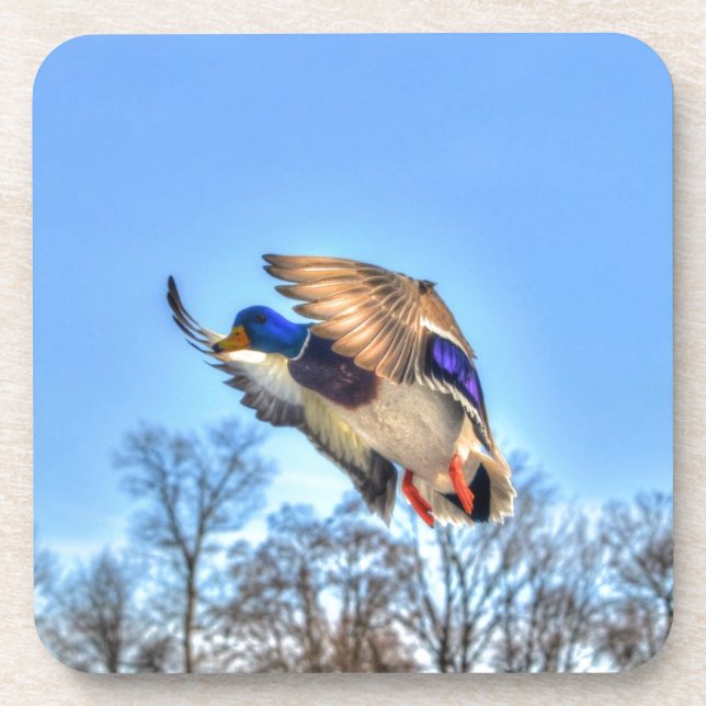 Flying Mallard Duck Drake Wildlife Foto Untersetzer (Vorderseite)