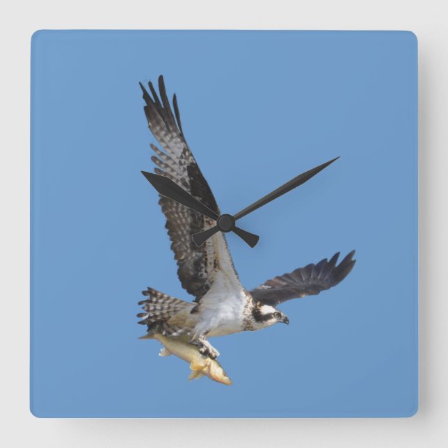Flying Osprey & Fish Wildlife Fotogray Quadratische Wanduhr (Vorderseite)
