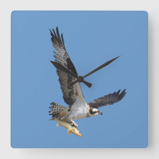 Flying Osprey & Fish Wildlife Fotogray Quadratische Wanduhr