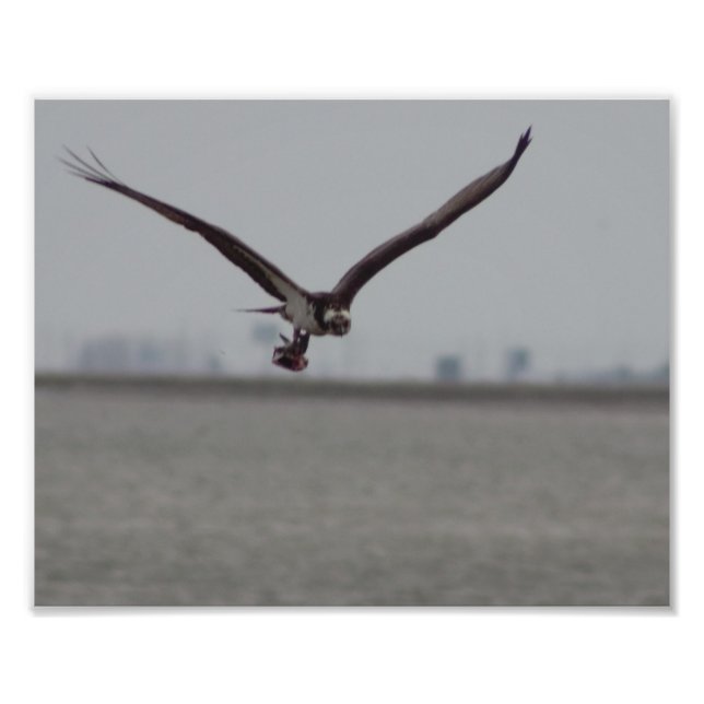 Flying Osprey Photo (Devant)