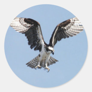 Flying Osprey Runder Aufkleber