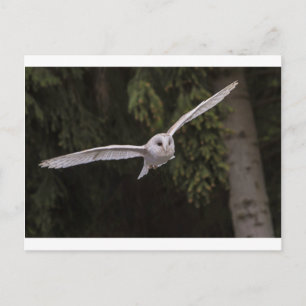 Flying owl postkarte