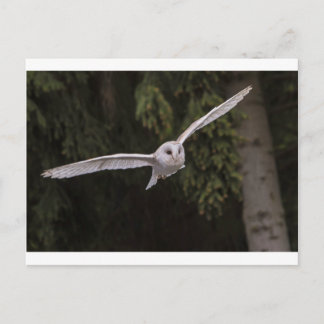 Flying owl postkarte
