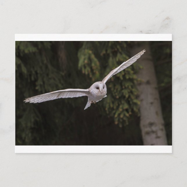 Flying owl postkarte (Vorderseite)