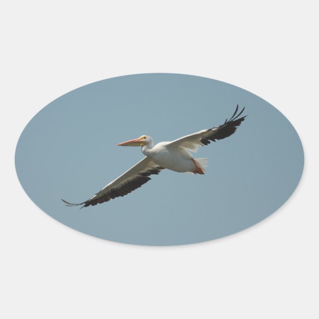 Flying Pelican 4-Aufkleber Ovaler Aufkleber (Vorderseite)