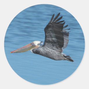Flying Pelican 8 Aufkleber