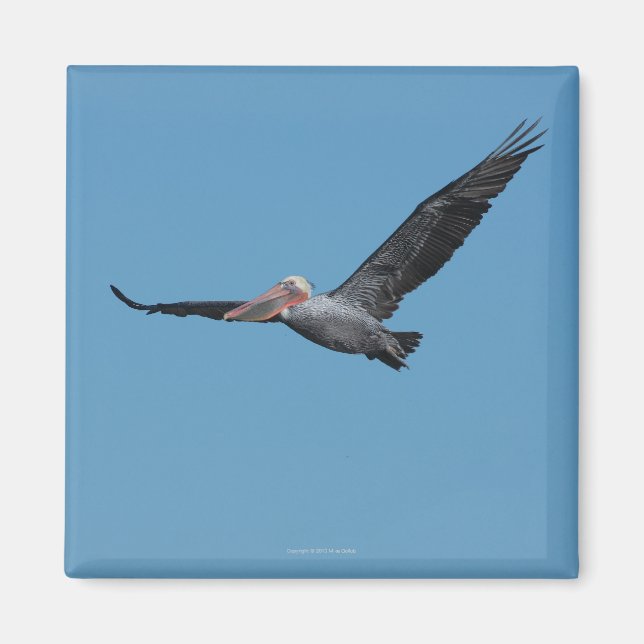 Flying Pelican Magnet 10 (Devant)