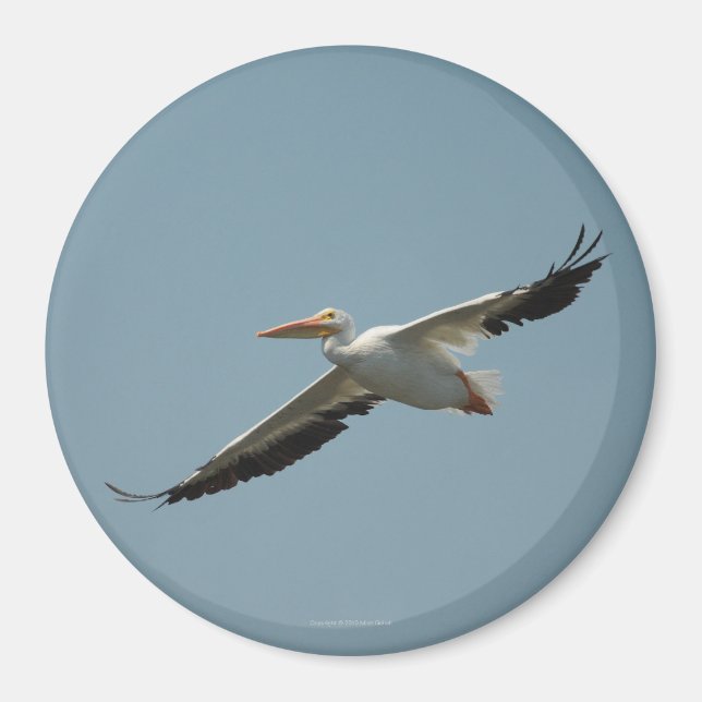 Flying Pelican Magnet 4 (Devant)