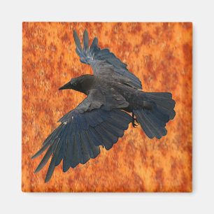 Flying Raven, Crow & Rustic Grunge Art Magnet