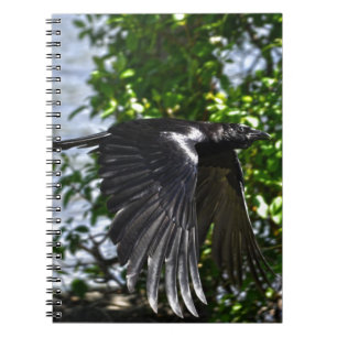 Flying Raven in Sunlight Wildlife Foto Notizblock