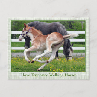 Flying Red Roan Postkarte