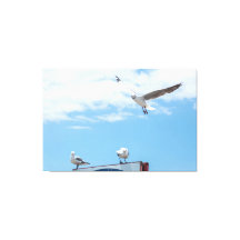 Flying Sitting Seagulls Birds Blue Sky