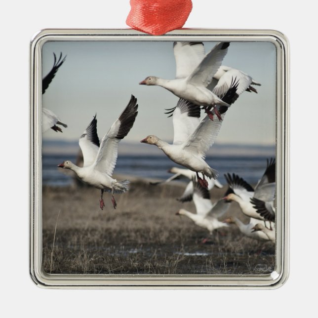 Flying Snow Gese Silbernes Ornament (Vorne)
