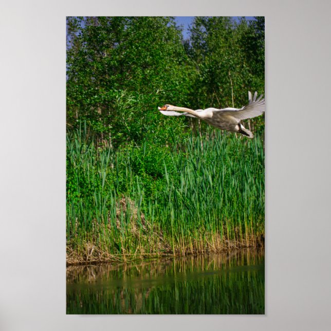 Flying Swan Nature Bird Wild Life Poster (Vorne)