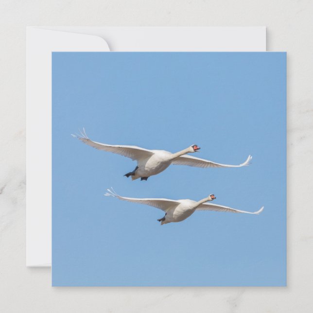 Flying Swans Nature Carte photo (Devant)
