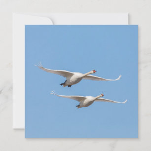 Flying Swans Nature Carte photo