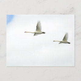 Flying swans  postkarte