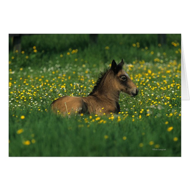 Foal allongé dans les fleurs (Devant horizontal)