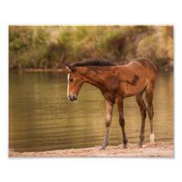 Foal am Fluss Fotodruck