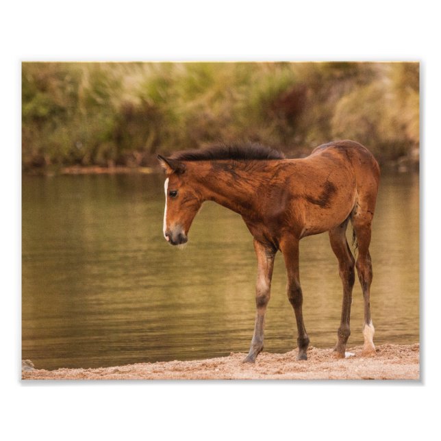 Foal am Fluss Fotodruck (Vorne)