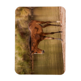 Foal am Fluss Magnet