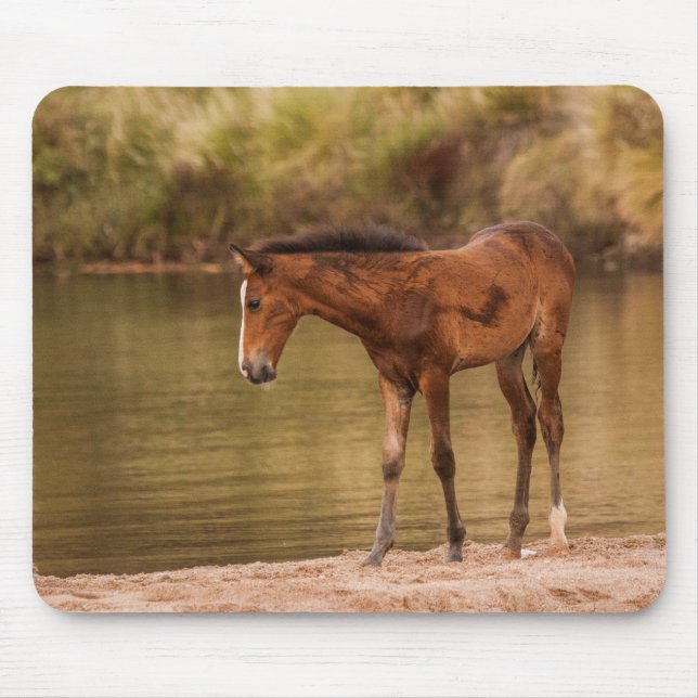 Foal am Fluss Mousepad (Vorne)