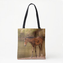 Foal am Fluss