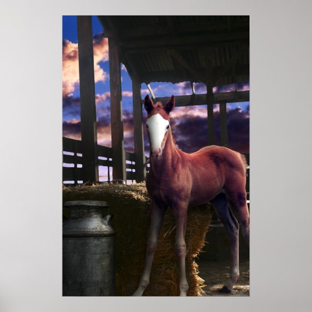 Foal Horse in der Scheune Poster (Vorne)