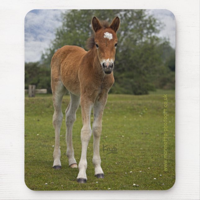 Foal Mousemat Mousepad (Vorne)