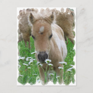 Foal Riechen Milchprodukte Postkarte