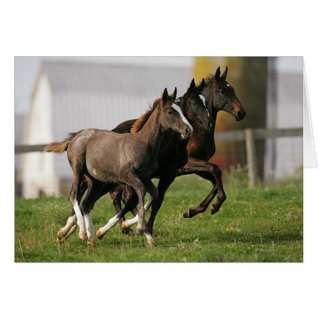 Foal Running (Vorderseite (Horizontal))
