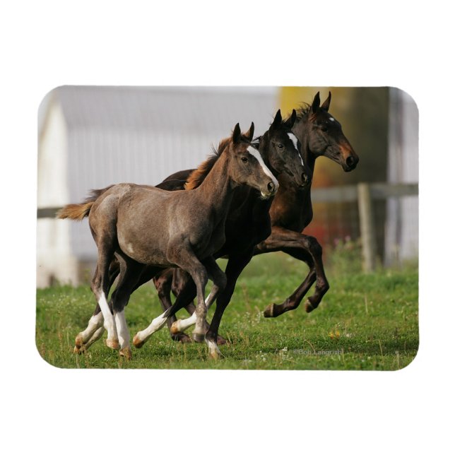 Foal Running Magnet (Horizontal)