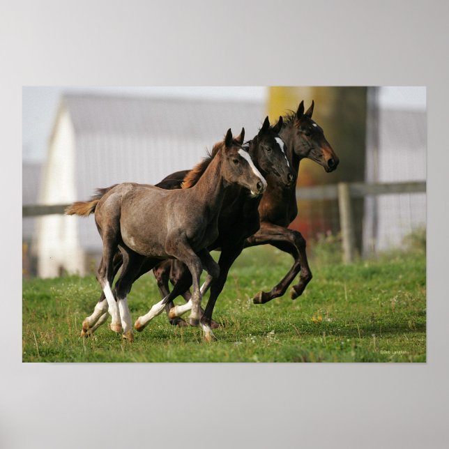 Foal Running Poster (Vorne)