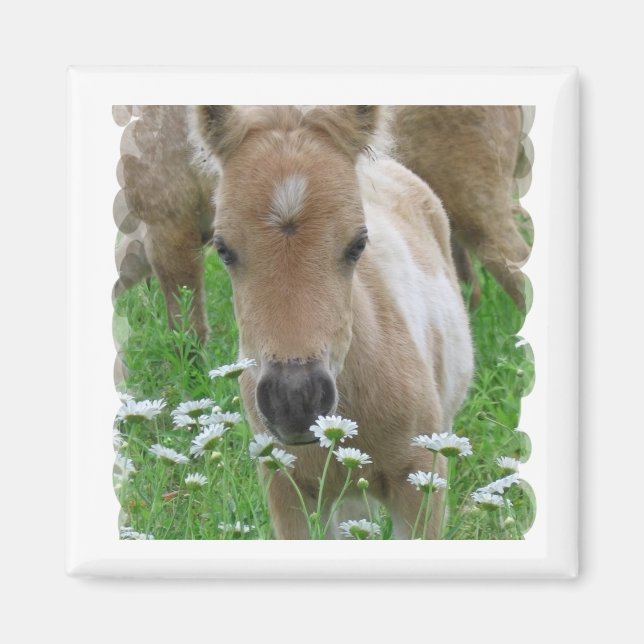 Foal Smelling Daisies Square Magnet (Vorne)