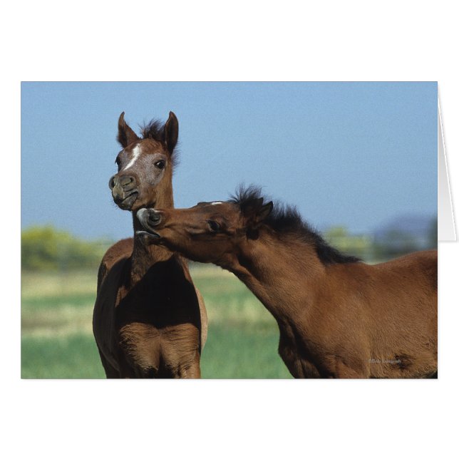 Foals Jouer 2 (Devant horizontal)