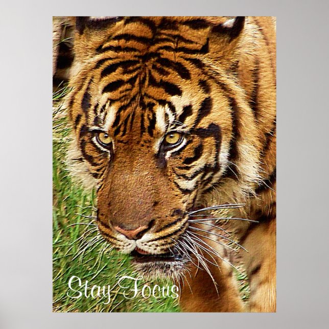 Focus _ Poster (Devant)