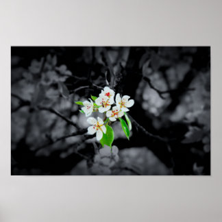 "Focus" Poster en fleurs noir et blanc