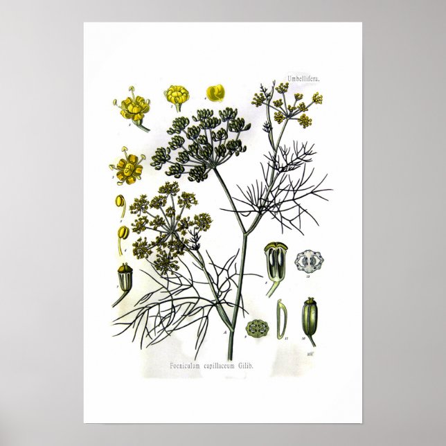 Foeniculum capillaceum(fennel) poster (Vorne)