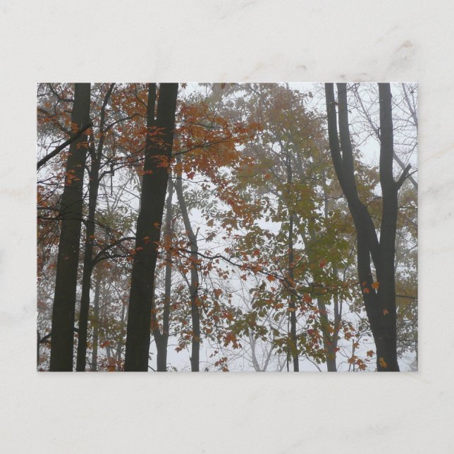 Foggy Fall in Pennsylvania Herbst Natur Postkarte (Vorderseite)
