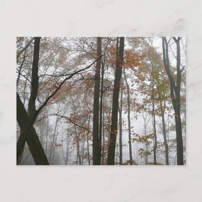Foggy Fall in Pennsylvania Herbst Natur Postkarte (Vorderseite)
