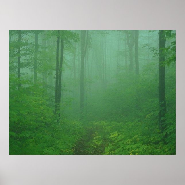 Foggy Forest Poster (Vorne)
