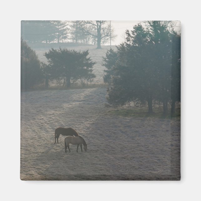Foggy Grazing Magnet (Vorne)