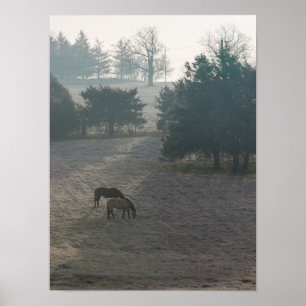 Foggy Grazing Poster