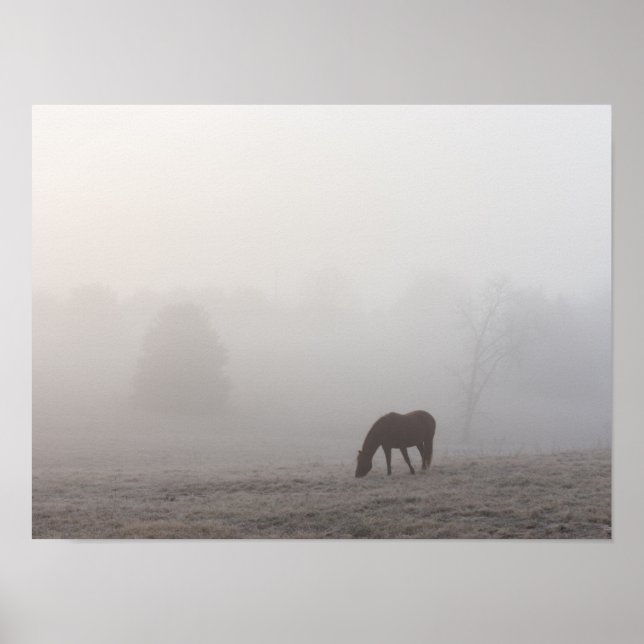 Foggy Grazing Poster (Vorne)