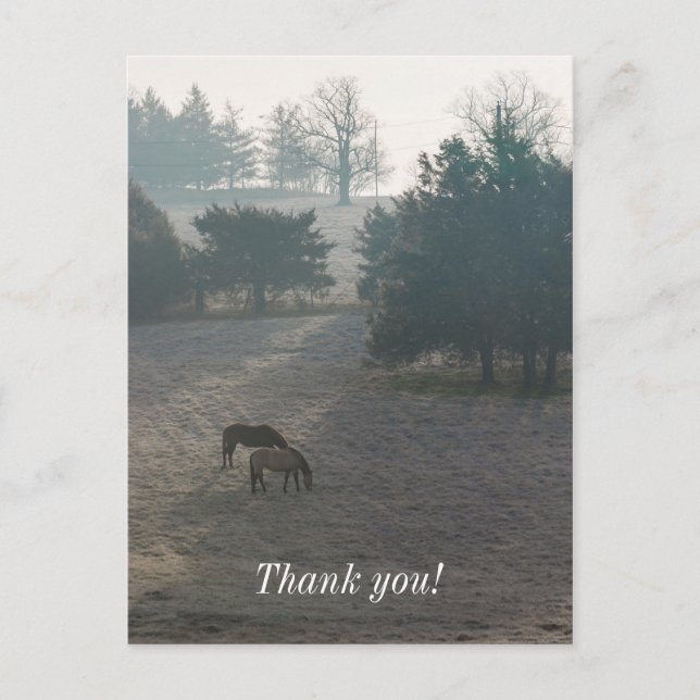 Foggy Grazing Postkarte (Vorderseite)