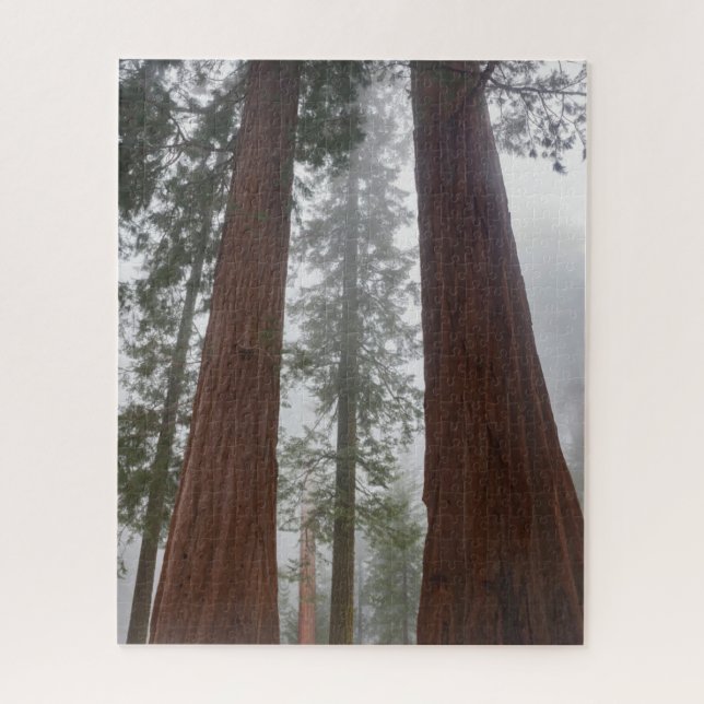 Foggy Morning & Spring Snow Under Giant Sequoia (Vertikal)